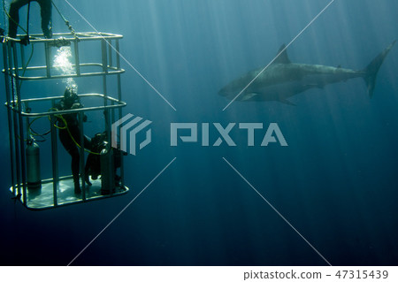cage dive with White shark ready to attack cage dive with White shark ready to attack 47315439