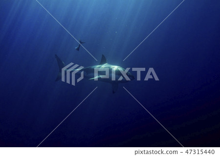 Great White shark ready to attack from deep blue Great White shark ready to attack from deep blue 47315440