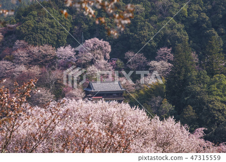 Yoshino Senbonzakura Yoshinoyama Ryojyoji Temple of Japan's top cherry blossoms Cherry-blossom viewing 47315559