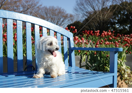 Tulip white dog Tulip white dog 47315561