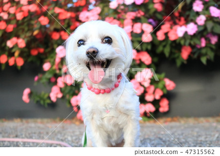 Impatiens white dog Impatiens white dog 47315562