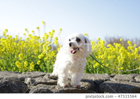 Rape flower white dog Rape flower white dog 47315564