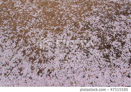 Sakura petals Busan Spring landscape photo 47315580