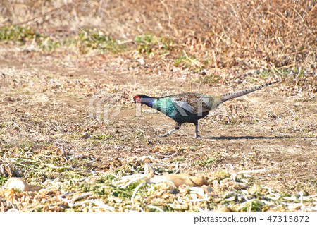Male pheasant Male pheasant 47315872