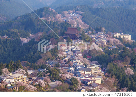 Yoshino Senbon Sakura Zaou Dento和Townscape Noda Temple在日本觀賞櫻花櫻花觀賞 47316105