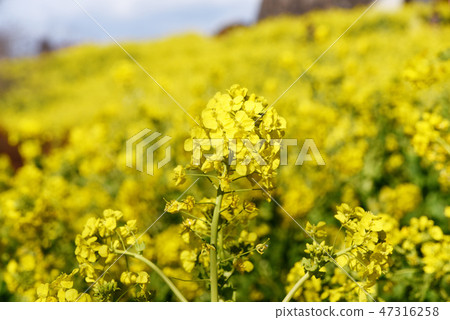 強姦開花 47316258