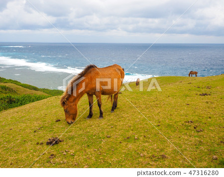 與那國馬 47316280