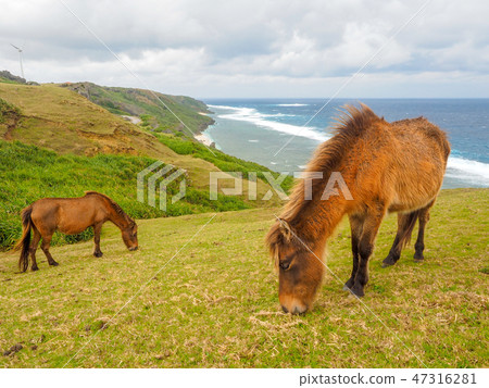 與那國馬 47316281