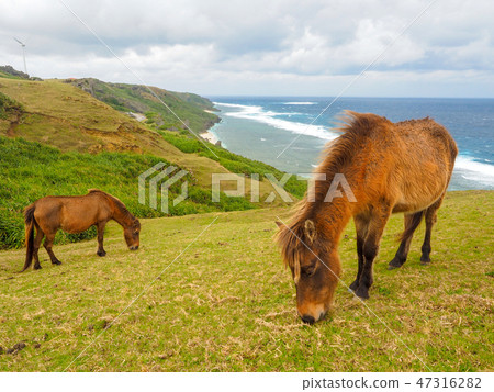 Yonaguni horse Yonaguni horse 47316282
