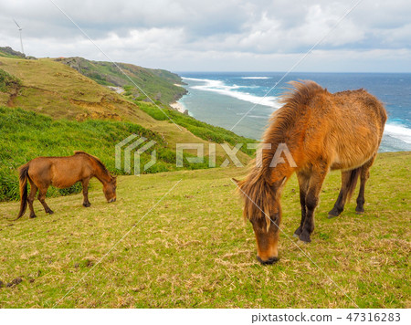 與那國馬 與那國馬 47316283