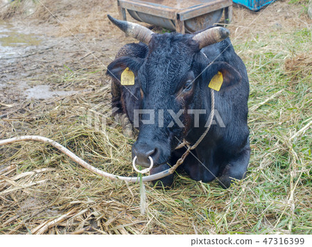 Ishigaki beef 47316399