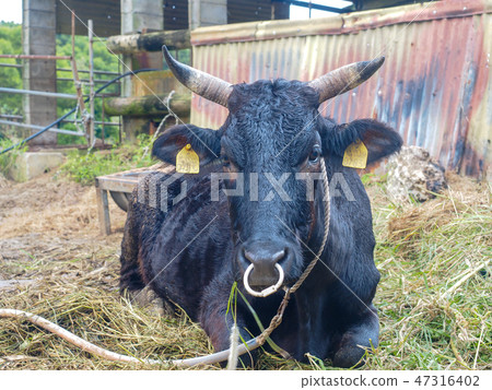 石垣牛肉 47316402