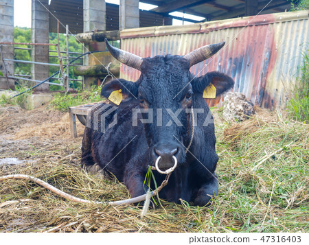 石垣牛肉 47316403