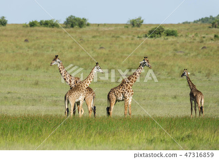 Four giraffes, Giraffa Maasai Mara, Kenya, Africa. 47316859