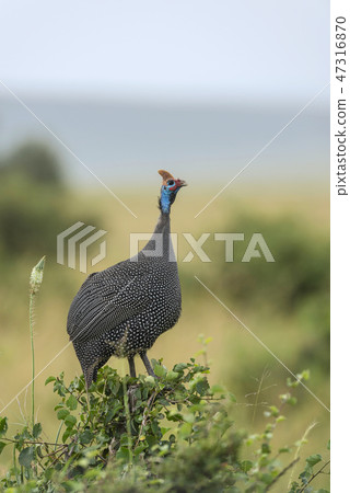 Helmeted Guinea fowl, Numida meleagris Maasai Mara 47316870