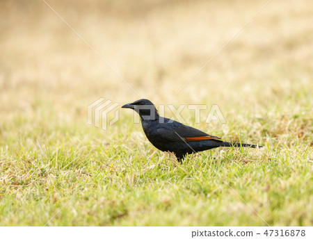 Red-winged starling, Onychognathus morio, Kenya Red-winged starling, Onychognathus morio, Kenya 47316878