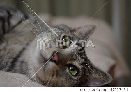 貓 貓 47317484