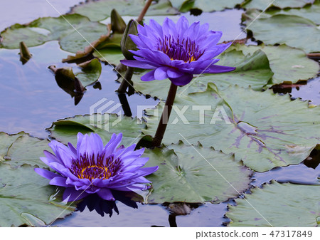 Water lily 2 47317849