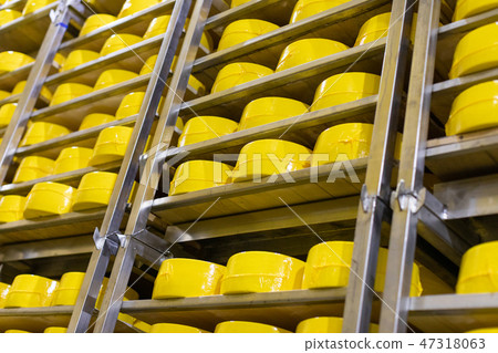 Big heads of yellow fresh cheese in cheese factory background 47318063