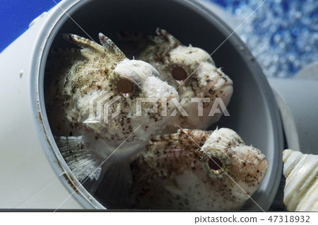 Hao Kose friends 47318932