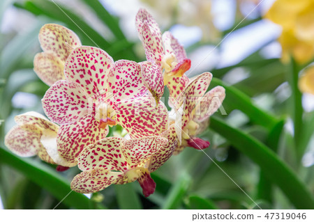 Orchid flower in orchid garden. Vanda Orchid. Orchid flower in orchid garden. Vanda Orchid. 47319046