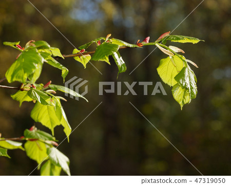Fresh foliage at spring 47319050