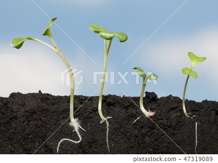 Growing vegetable sprouts Growing vegetable sprouts 47319089