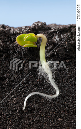 Macro of growing under ground cucumber sprout Macro of growing under ground cucumber sprout 47319095