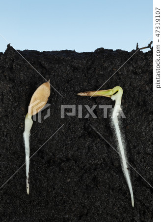 Growing cucumber seeds 47319107