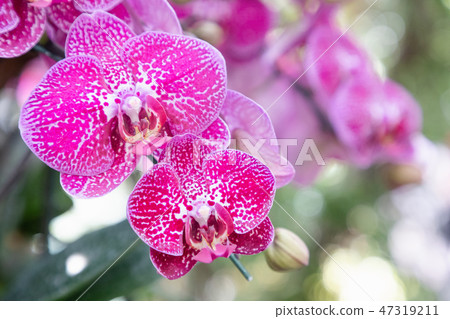 Orchid flower in garden. Phalaenopsis orchid. 47319211