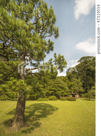 站立在盛夏藍天的Rokugi-kan的站點的一棵巨大的杉樹。 站立在盛夏藍天的Rokugi-kan的站點的一棵巨大的杉樹。 47319554