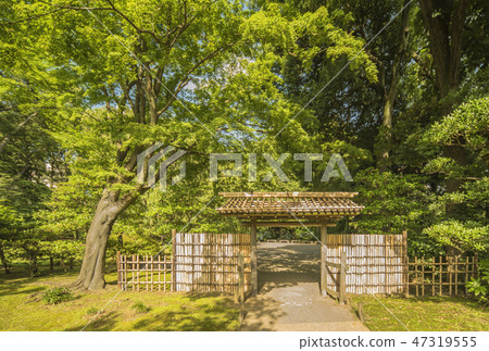 The bamboo gate of the inner courtyard of the traditional architecture of the Rokugien surrounded by autumn leaves, cherry blossoms and maple trees in the Meiji era. 47319555