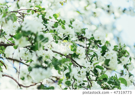 Spring blossoms apple tree in sunny day Spring blossoms apple tree in sunny day 47319773