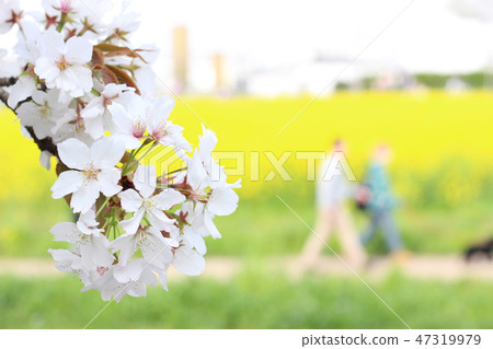 Satoki Hakusen Cherry Blossoms and Rape Blossoms at the Tsutsumi Satoki Hakusen Cherry Blossoms and Rape Blossoms at the Tsutsumi 47319979