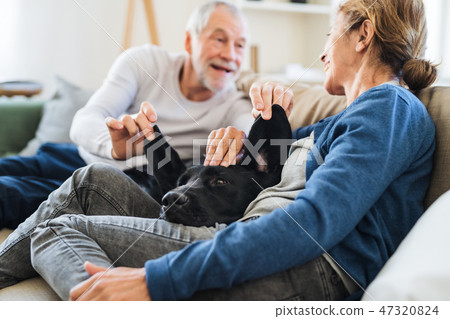 A happy senior couple sitting on a sofa indoors at home, playing with a dog. 47320824