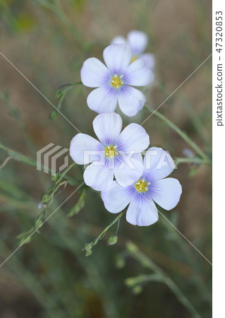 Perennial flax 47320853