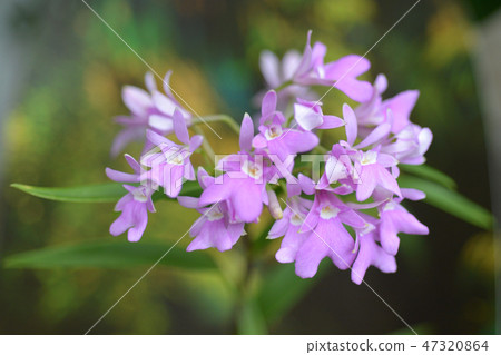 The Spur-Like Gland Epidendrum 47320864