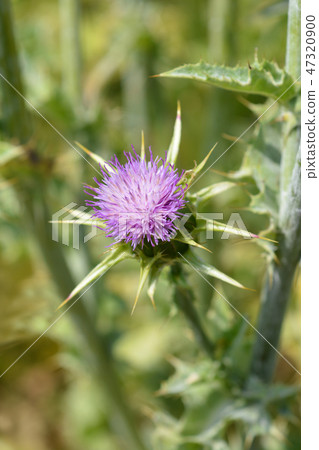 Milk thistle 47320900