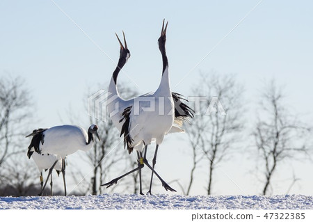 Dandoral cranes 47322385