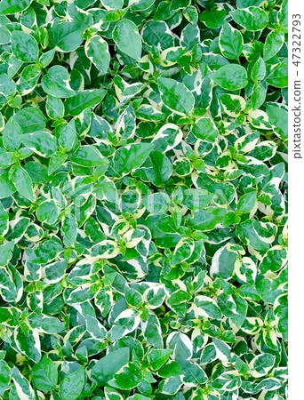 Background of Caricature or Graptophyllum Pictum 47322793