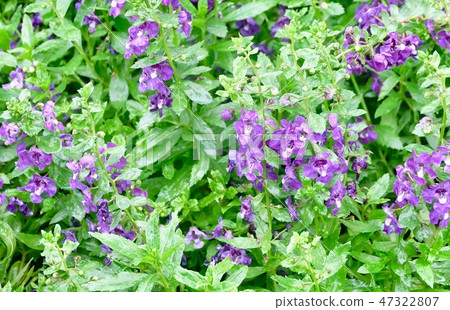 Beautiful Fresh Purple Angelonia Goyazensis Benth  47322807