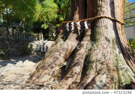 神聖的樹 47323296