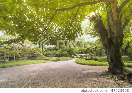 一棵巨大的櫻桃樹在東京小石川後樂園的一座石橋旁邊鋪著一根長枝，用陰影掩蓋了夏日的陽光。 47323498