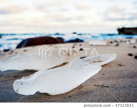 coastline near Tallin , Estonia, Baltics, meadows coastline near Tallin , Estonia, Baltics, meadows 47323631