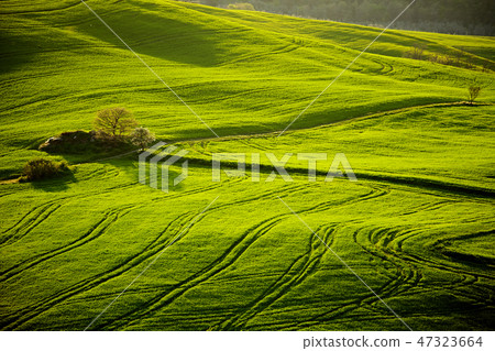 Beautiful green hills in Tuscany, Italy. 47323664