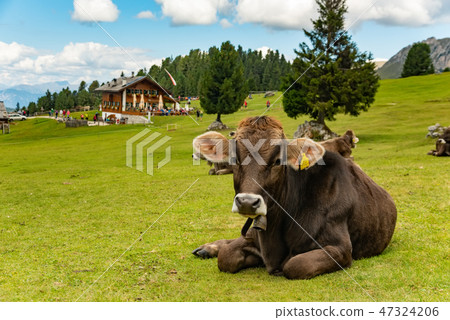 Cow on green field in Dolomites, Trentino Italy 47324206