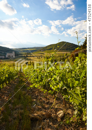 Wine hills and vineyards in Tuscany, Italy Wine hills and vineyards in Tuscany, Italy 47324538