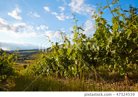 Wine hills and vineyards in Tuscany, Italy Wine hills and vineyards in Tuscany, Italy 47324539