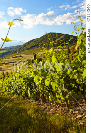 Wine hills and vineyards in Tuscany, Italy Wine hills and vineyards in Tuscany, Italy 47324540