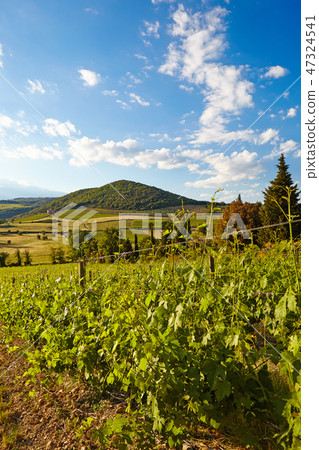 Wine hills and vineyards in Tuscany, Italy 47324541
